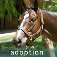 TROTT Adoption